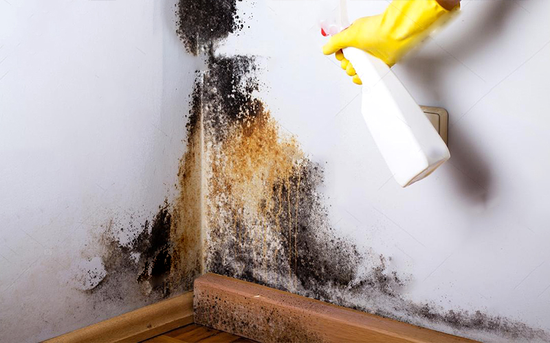 Mold Removal in Dufresne, MB (8212)